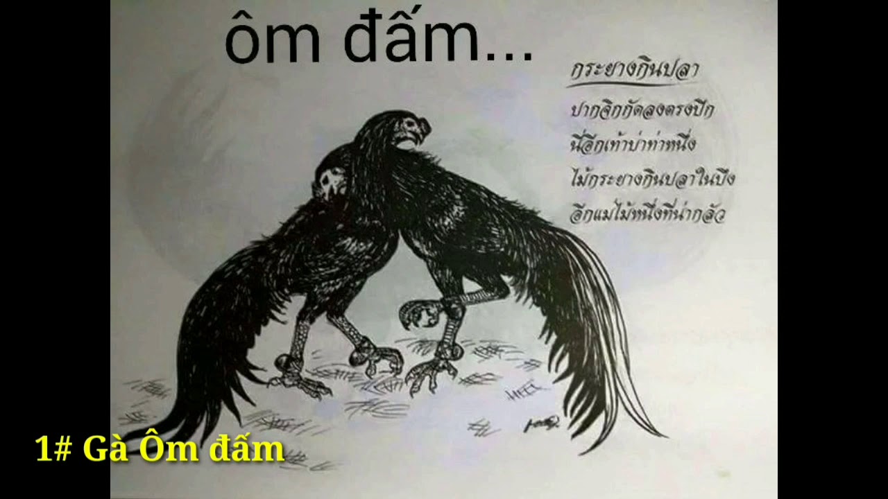 11 lối đá hay gà chọi người xưa truyền lại ae tham khảo chọn nuôi-Top 11 Lối Đá Gà Chọi Hay Nhất: Bí Kíp Chọn Chiến Kê Bất Bại