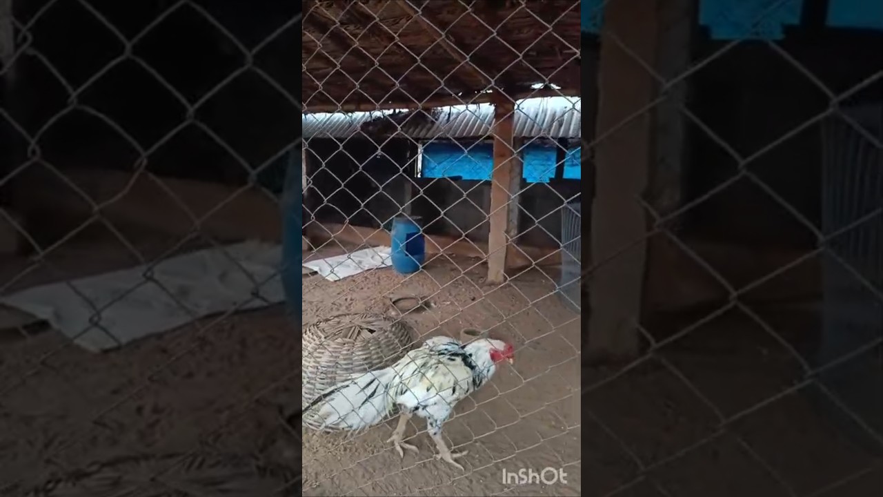Cách chọn và nhân giống dòng gà chọi Kattu Seval thuần chủng từ trang trại.