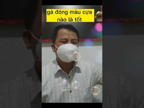 Gà đá có Cựa màu nào mới hay?-Gà Đá Cựa Màu Nào Hay? Top Màu Cựa Chiến Kê Linh Kê Trực Tiếp