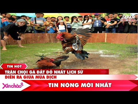 Xin Chào TV – 05.08.2021 : Trận chọi gà đắt đỏ nhất lịch sử diễn ra giữa mùa dịch Covid-19-Trận Chọi Gà Đắt Nhất Lịch Sử Mùa Dịch Covid-19 | Xin Chào TV 05.08.2021