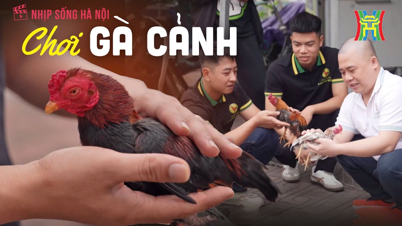 Chơi gà cảnh | Nhịp sống Hà Nội-Thú chơi gà cảnh: Nét tao nhã giữa lòng Hà Nội 2024