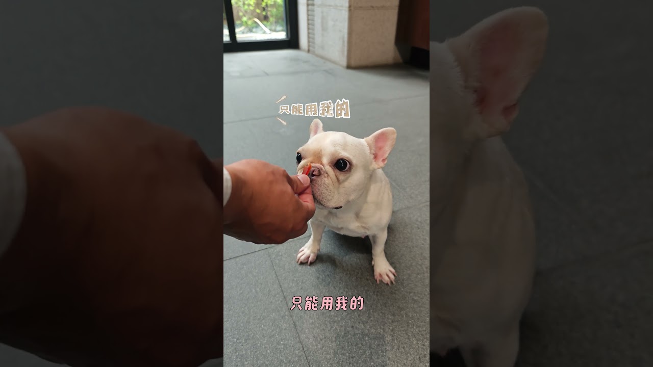 Ponyo Mắt Lác Vì Thèm Thịt Thanh: Khoảnh Khắc Siêu Cấp Đáng Yêu!