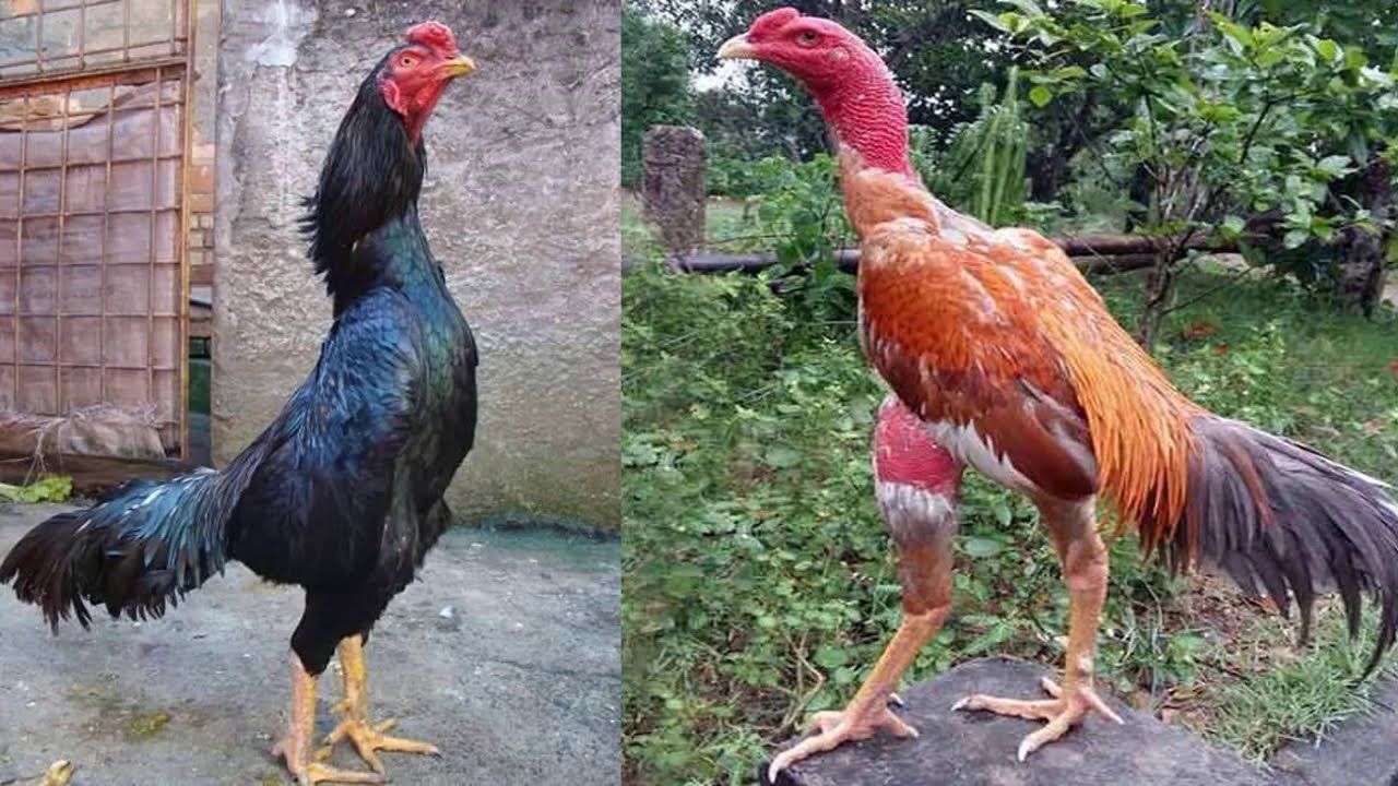 Xem hậu gà tốt nhất, tốt không cần chỉnh-Top 10 Cách Xem Hậu Gà Đá Tốt Nhất, Chuẩn Không Cần Chỉnh