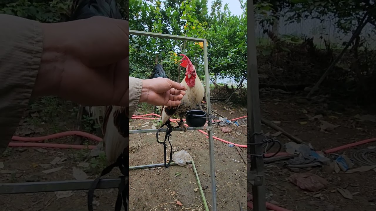 Một Chiếc Gà Đẹp/Hai Lúa TV-Một Chiếc Gà Đẹp – Hai Lúa TV: Khám Phá Thế Giới Gà Cảnh Độc Đáo