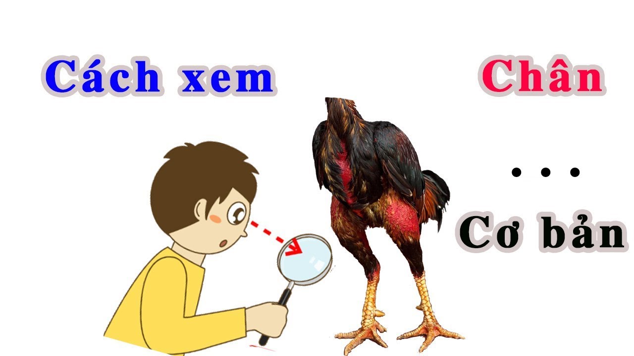 Phong Vân Trại || Cách xem chân gà cơ bản-Cách xem chân gà cơ bản – Bí quyết Phong Vân Trại hiệu quả