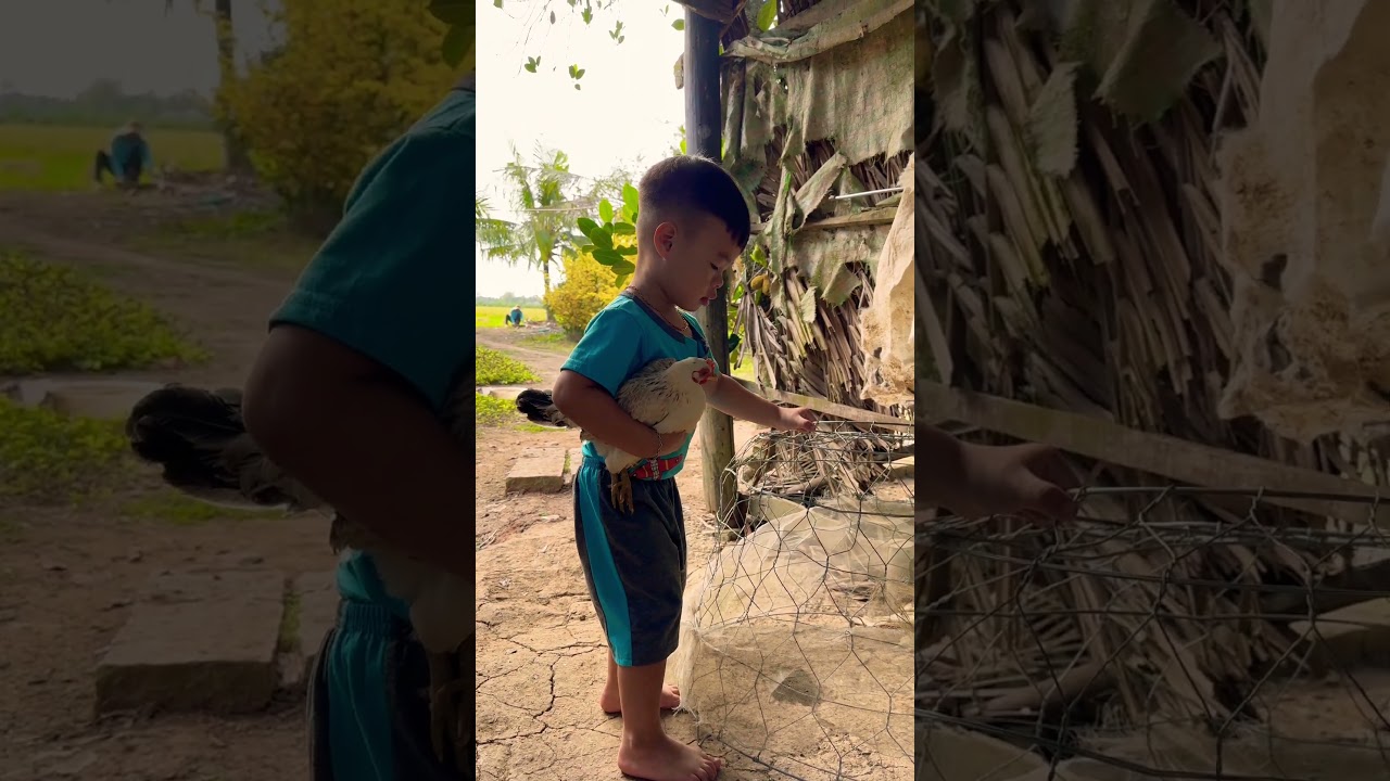 Chưa Được 3 Tuổi Mà Đòi Đi Đá Gà Là Hiểu Rồi #shortvideo #MinhĐạtTV-Bé chưa 3 tuổi đã đòi đi đá gà và cái kết | Minh Đạt TV #shorts