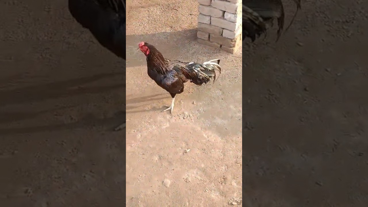 Gà Chọi Mianwali Aseel: Đặc Điểm Và Cách Chăm Sóc Đỉnh Cao