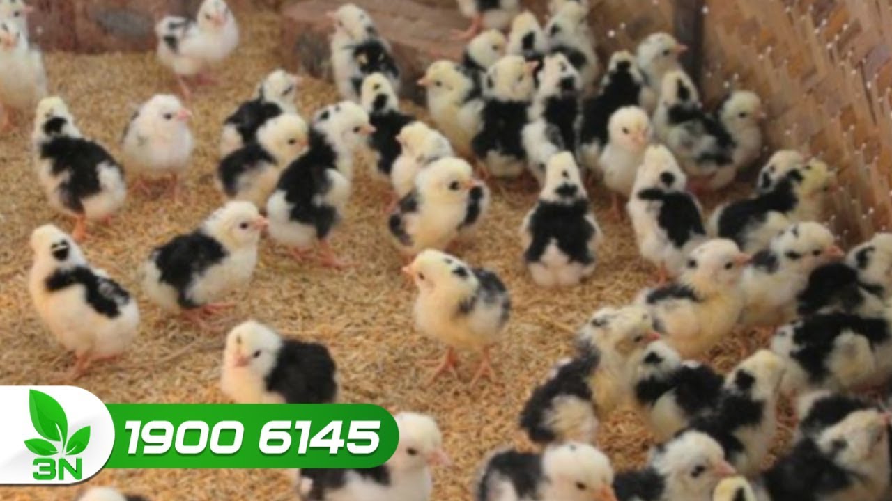 “Nằm lòng” những bí quyết chăm sóc gà con để đạt hiệu suất cao | VTC16-Bí quyết chăm sóc gà con đúng kỹ thuật, đạt hiệu suất cao | VTC16