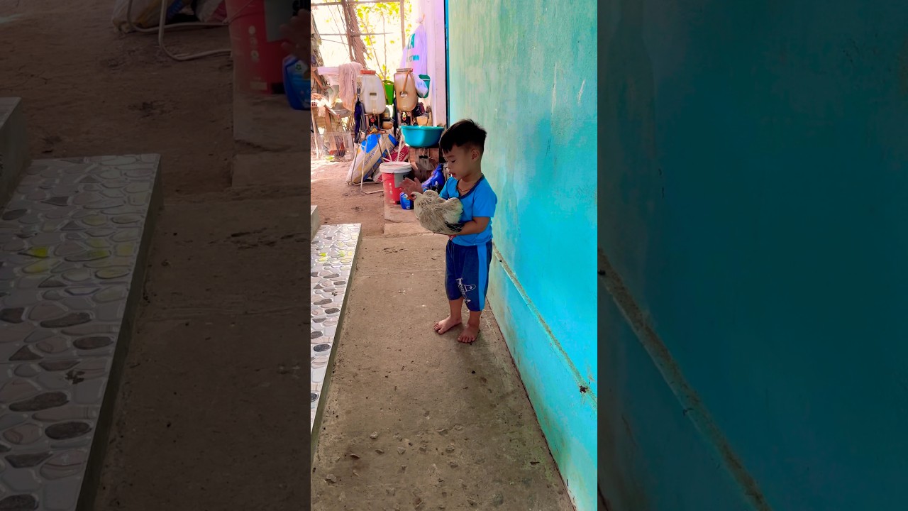 Chưa Được 3 Tuổi Mà Đòi Đi Đá Gà #shortvideo-Chưa Đầy 3 Tuổi Đã Đòi Đi Đá Gà #shortvideo