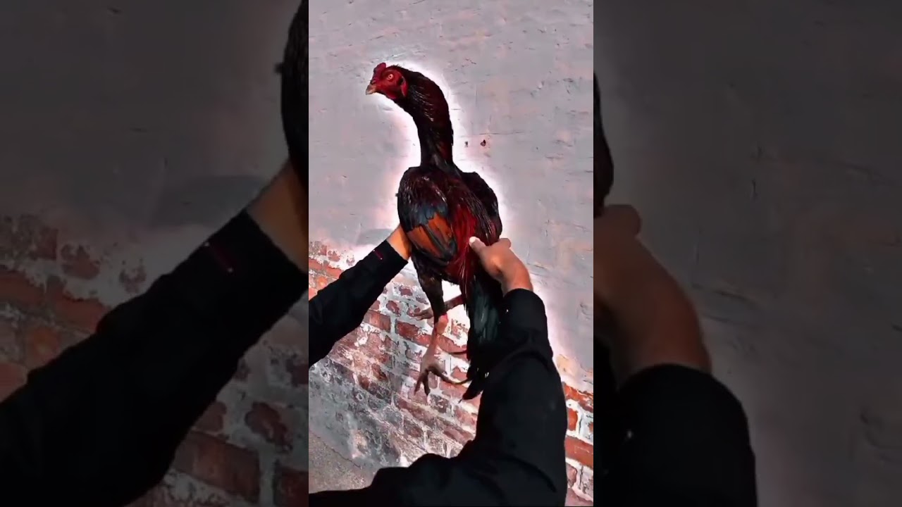 Aseel Pakistan Hung Dữ: Gà Chọi Punjabi Đỉnh Cao #aseelmurga #punjabiaseel #hiphopmusic #birds