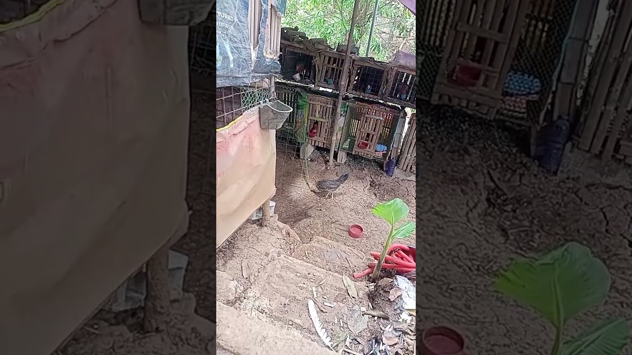 Cách Chăm Sóc Và Nâng Cấp Chuồng Gà Chọi Tại Nhà Cực Đẹp | #backyardrooster #manok