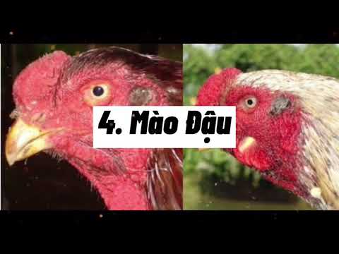 các loại mào gà chọi hay-Top 7 Các Loại Mào Gà Chọi Hay Và Hiệu Quay Nhất Hiện Nay