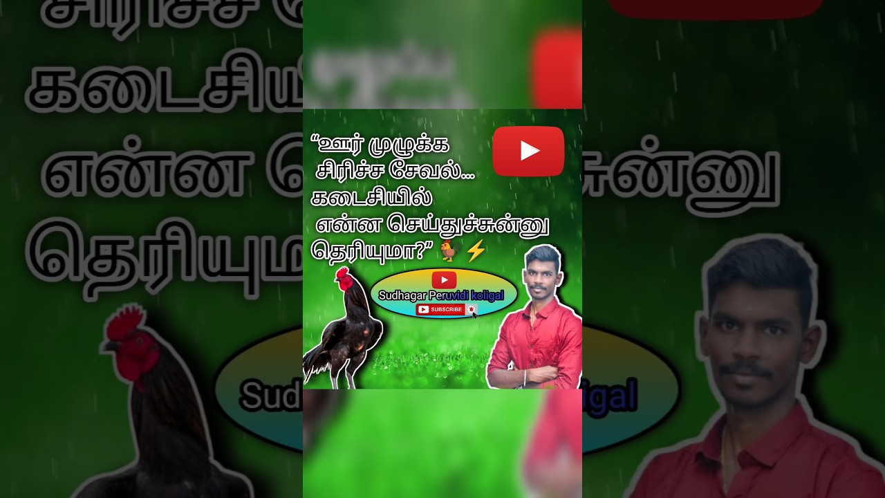 Kết thúc gây sốc của trận chọi gà! 🐓 #tamilshorts #seval