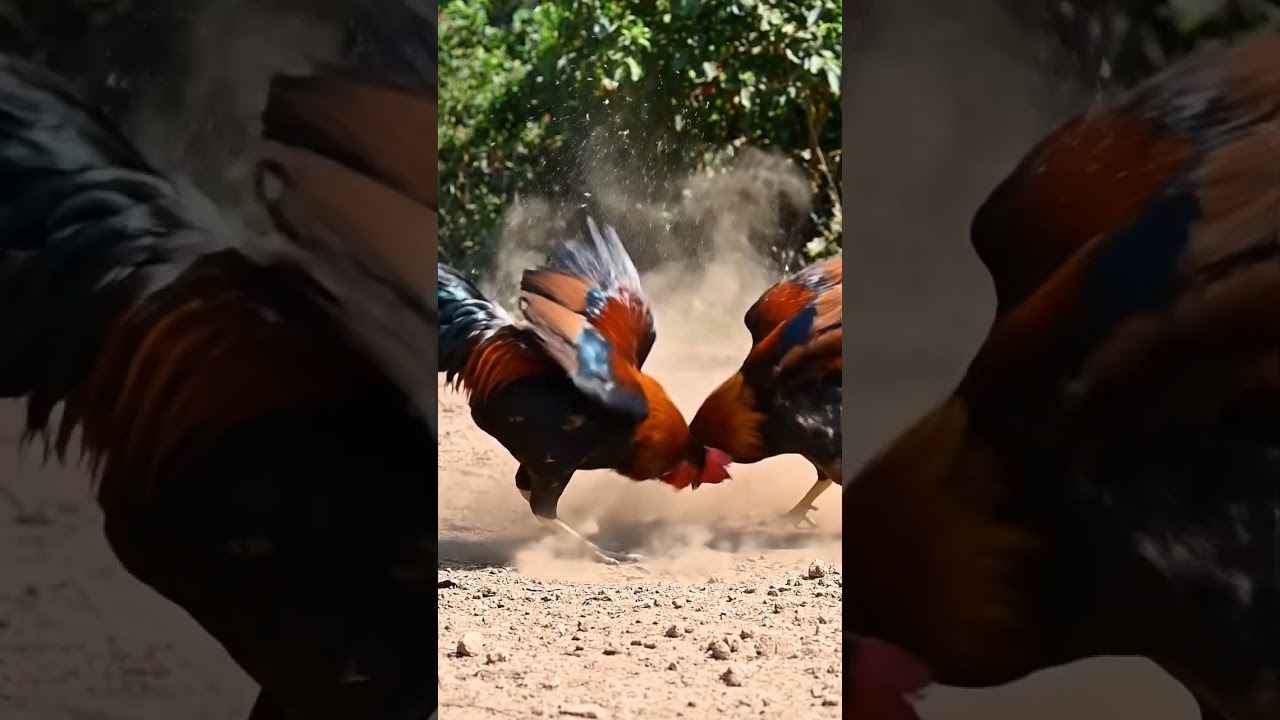 Video những chú gà chọi hài hước nhất | #funny #cocksfighting
