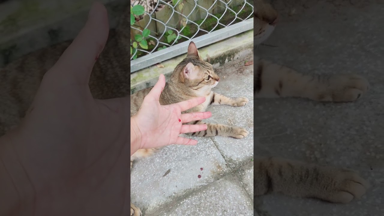 Mèo điên cắn chủ #khethui #shorts #funnycats #animals-Mèo điên cắn chủ cực hài #khethui #shorts #funnycats