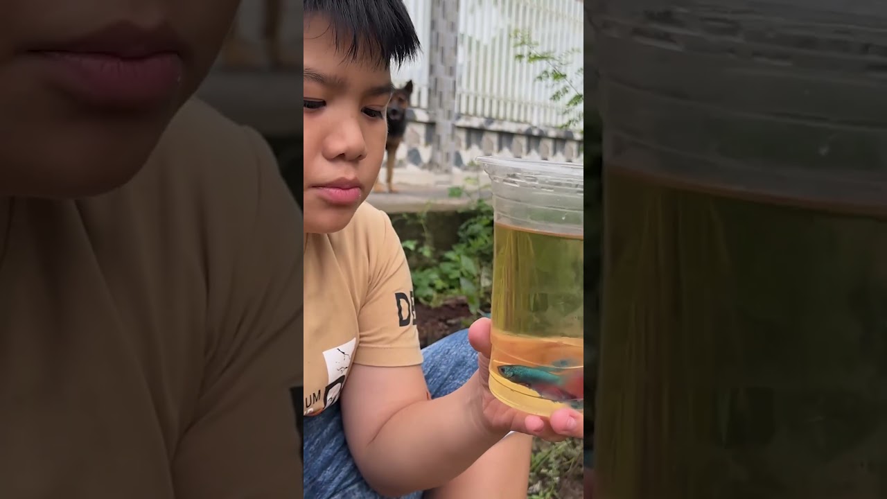 Vinh phóng sanh cá Betta và không bao giờ nuôi cá cảnh nữa #short-Vinh phóng sanh cá Betta và tuyên bố không bao giờ nuôi cá cảnh nữa #shorts