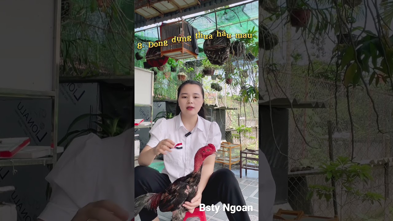 11 lối đá khắc chế của gà chọi-Top 11 Lối Đá Khắc Chế Gà Chọi Giúp Sư Kê Trăm Trận Trăm Thắng