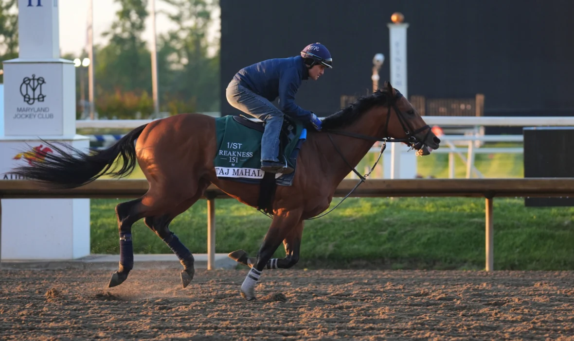 Final rankings of all 14 Preakness stakes horses and best bets, wins, places and shows tonight